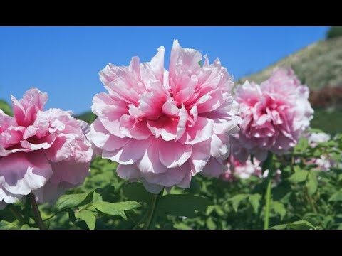 Clima Primaveral en Gauc&iacute;n: &iquest;Qu&eacute; Esperar?